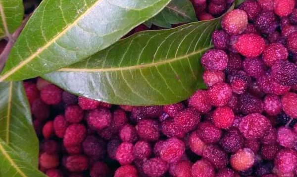 myrica esculat